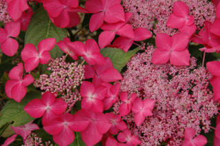 Hydrangea Lacecap Selina